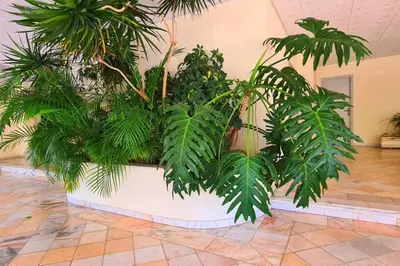 a large white pot with plants in a room at Comfort Zone beach apartment in Quarteira