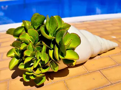 a green plant in a white planter next to a pool at FLH Vilamoura Summer Flat with Pool in Vilamoura