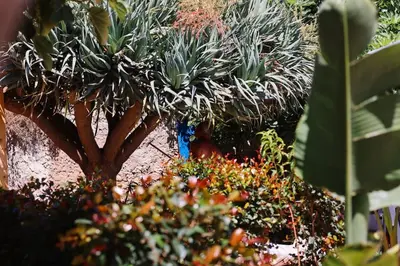 a bunch of plants in a garden with flowers at Old Fisherman's Corner 18 - Centro Old Town Albufeira in Albufeira