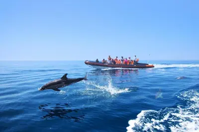 a group of people on a boat with dolphins in the water at Lindo apartamento junto à praia e à Marina de Vilamoura com Piscina e Wi-Fi in Quarteira