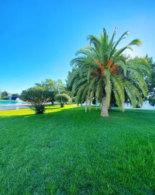 a palm tree in a park with green grass at The Strip Oura apartment in Albufeira