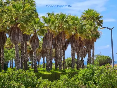 a group of palm trees in a park at Ocean Dream 84 - Apt. T1 na Praia de São Rafael, Albufeira in Albufeira