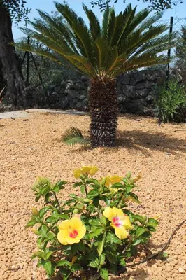 a palm tree and yellow flowers in a garden at Villa Santa Barbara by Portucasa in Bordeira