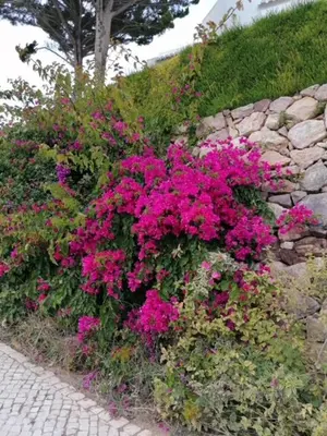a bunch of pink flowers next to a stone wall at Casa Sophie Albufeira in Albufeira