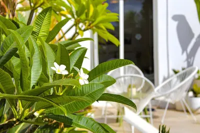 a green plant with white flowers on a porch at Vila Rafa in Albufeira