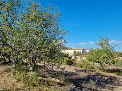 a house in the middle of a field with trees at Cosy Guest House - Villa das Alfarrobas in Algoz