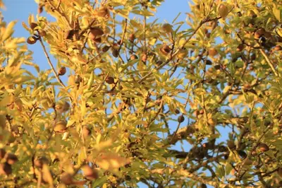 a tree with lots of fruit on it at Quinta do Amendoal o melhor da Natureza no Algarve in Terras Novas