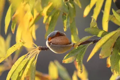 a seedling is sitting on a tree branch at Quinta do Amendoal o melhor da Natureza no Algarve in Terras Novas