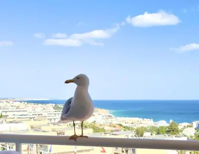 a seagull sitting on the ledge of a balcony at Apartment Les 3 Dauphins in Albufeira in Albufeira