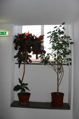 two potted plants sitting on a window sill at Dom Fernando I in Loulé