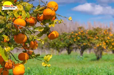 a bunch of oranges on a tree in a field at #098 Casa Antonieta 3 by Home Holidays in Albufeira
