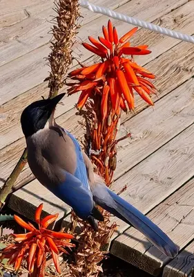 a bird is standing next to a flower at Victory Village 10C in Quinta do Lago