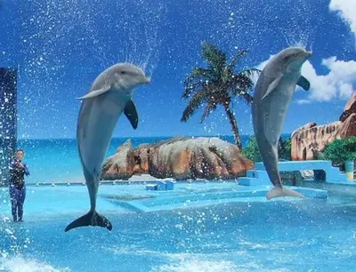 two dolphin statues in the water at a water park at Beautiful 2-Bed Apartment in Olhos de Agua in Albufeira
