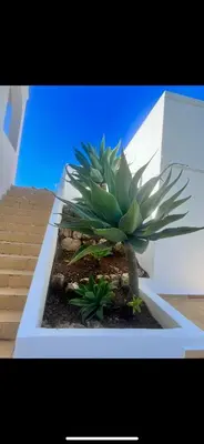 a green plant in a white planter in a room at Casa SP- Villa with heated pool near Vilamoura, Vale do Lobo in Quarteira