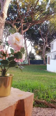 a pink rose in a pot sitting on a table at Estúdio na Falésia in Albufeira