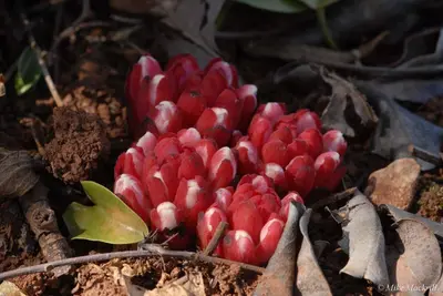 a bunch of red flowers on the ground at Casa Bi Rosario - Quinta Amoreira in Faro