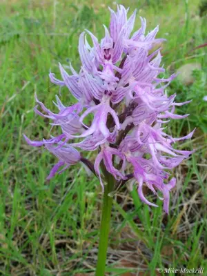 a close up of a purple flower in the grass at Casa Bi Rosario - Quinta Amoreira in Faro