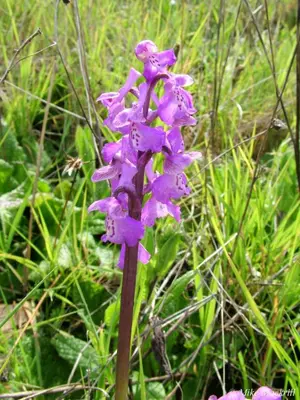 a purple flower in a field of grass at Casa Bi Rosario - Quinta Amoreira in Faro