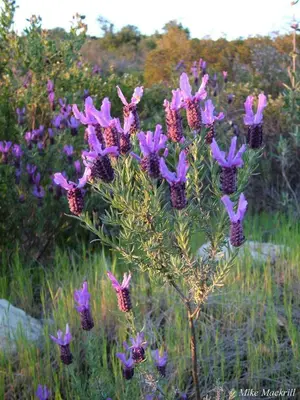 a bunch of purple flowers in a field at Casa Bi Rosario - Quinta Amoreira in Faro
