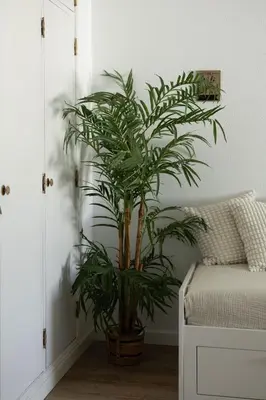 a potted plant in a room next to a couch at Timi's House - Espaçoso apartamento a 350 m da praia e centro da cidade velha in Albufeira