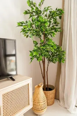 a plant in a vase sitting next to a tv at Casa Dos Reis - Albufeira, Center in Albufeira