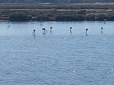 a group of flamingos standing in the water at Ancão Beach Apartment in Almancil
