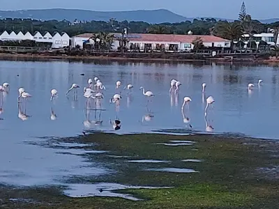 a group of flamingos standing in the water at Ancão Beach Apartment in Almancil