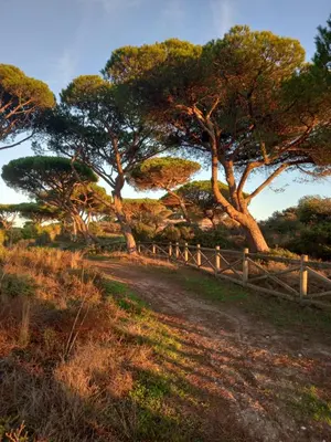a dirt road with two trees and a fence at PARADISE ON THE BEACH in Albufeira