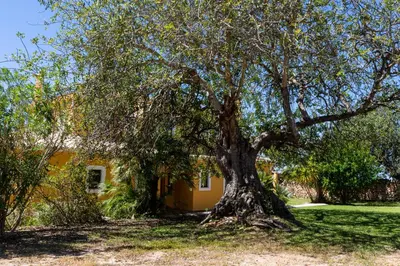 a large tree in front of a yellow house at Vila Limão in Boliqueime