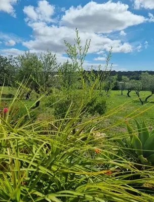 a field with tall green plants in a field at Eco Lodge Villa das Alfarrobas com Piscina in Algoz