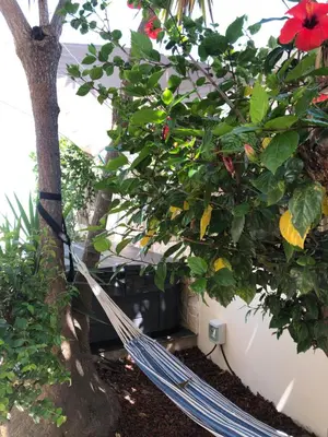a hammock tied to a tree in a garden at Vila Luisa Anabela Piscine et Jacuzzi in Albufeira